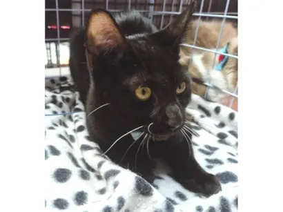 Gato raça SRD-ViraLata idade 2 a 6 meses nome NEY BLACK