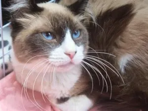 Gato raça SRD-ViraLata idade 7 a 11 meses nome LORDE MIX