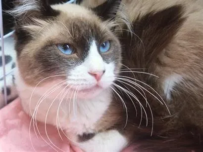 Gato raça SRD-ViraLata idade 7 a 11 meses nome LORDE MIX