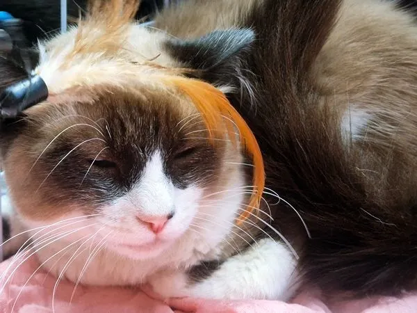 Gato raça SRD-ViraLata idade 7 a 11 meses nome LORDE MIX