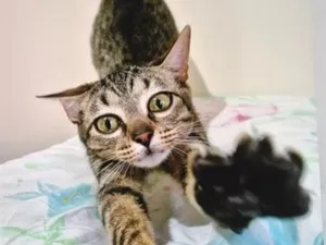 Gato raça SRD-ViraLata idade 2 a 6 meses nome LILI DENGOSA