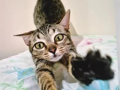 Gato raça SRD-ViraLata idade 2 a 6 meses nome LILI DENGOSA