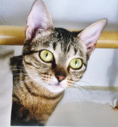 Gato raça SRD-ViraLata idade 2 a 6 meses nome LILI DENGOSA