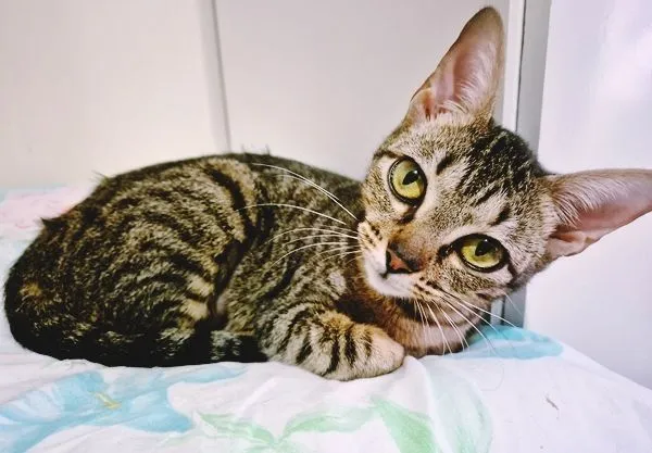 Gato raça SRD-ViraLata idade 2 a 6 meses nome LILI DENGOSA