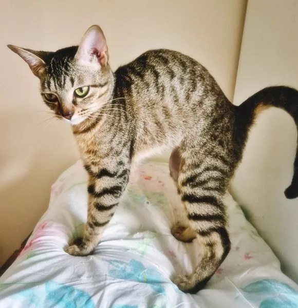 Gato raça SRD-ViraLata idade 2 a 6 meses nome LILI DENGOSA