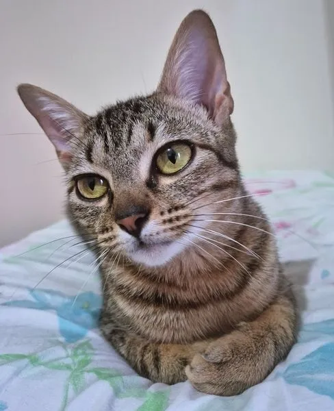 Gato raça SRD-ViraLata idade 2 a 6 meses nome LILI DENGOSA