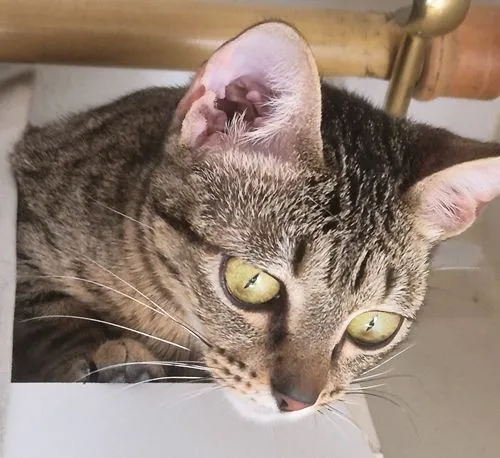 Gato raça SRD-ViraLata idade 2 a 6 meses nome LILI DENGOSA