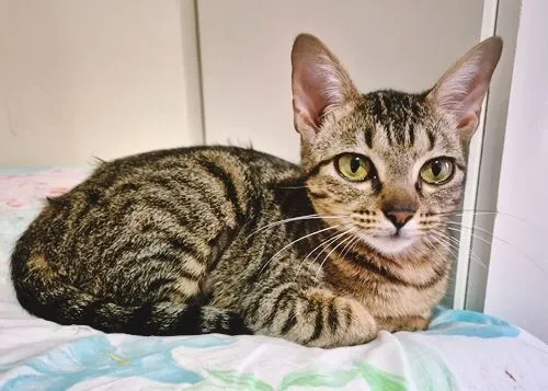 Gato raça SRD-ViraLata idade 2 a 6 meses nome LILI DENGOSA