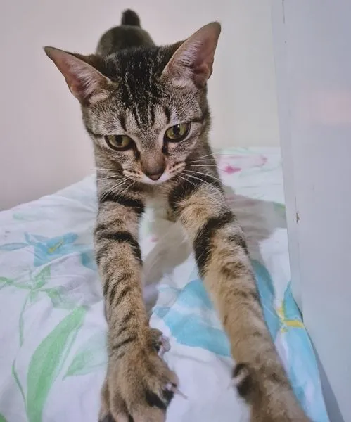Gato raça SRD-ViraLata idade 2 a 6 meses nome LILI DENGOSA
