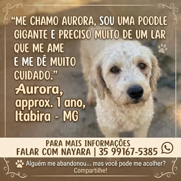 Cachorro raça Poodle idade 1 ano nome Aurora