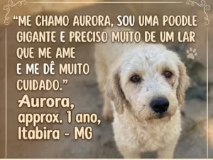 Cachorro raça Poodle idade 1 ano nome Aurora