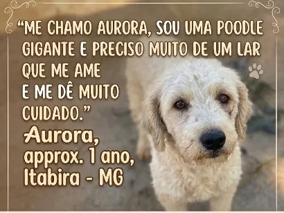 Cachorro raça Poodle idade 1 ano nome Aurora