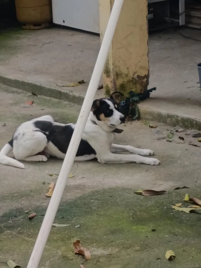 Cachorro raça SRD-ViraLata idade 7 a 11 meses nome Max 
