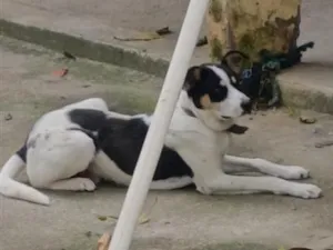 Cachorro raça SRD-ViraLata idade 7 a 11 meses nome Max 