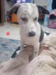 Padilha 