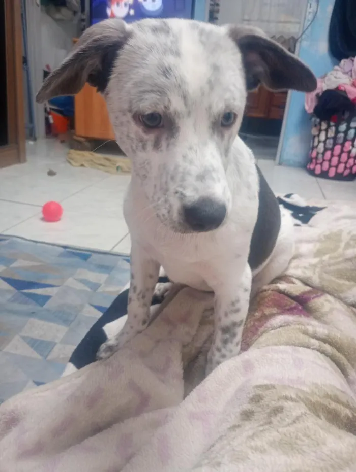 Cachorro raça SRD-ViraLata idade 2 a 6 meses nome Padilha 