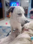 Padilha 