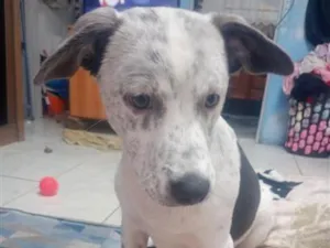 Cachorro raça SRD-ViraLata idade 2 a 6 meses nome Padilha 