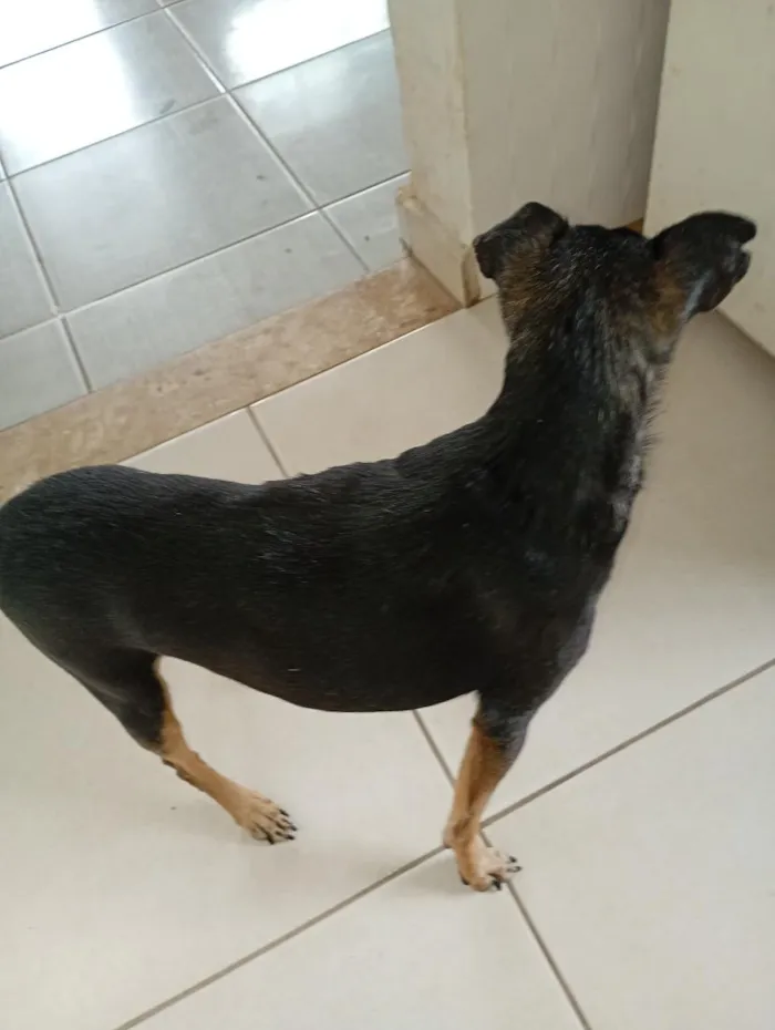Cachorro raça SRD-ViraLata idade 6 ou mais anos nome Nina