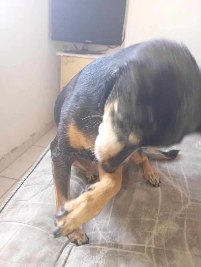 Cachorro raça SRD-ViraLata idade 6 ou mais anos nome Nina