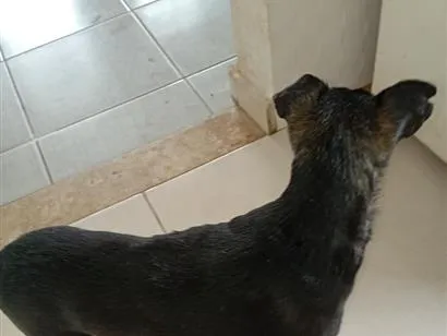 Cachorro raça SRD-ViraLata idade 6 ou mais anos nome Nina