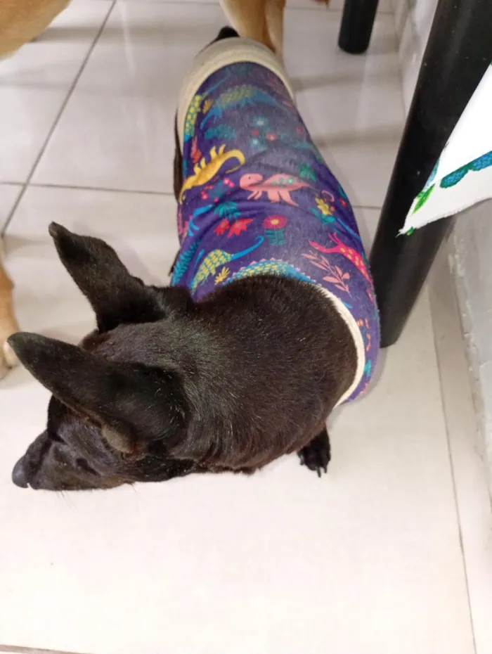 Cachorro raça SRD-ViraLata idade 6 ou mais anos nome Bob