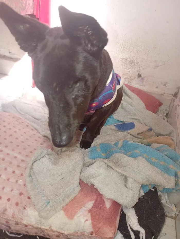Cachorro raça SRD-ViraLata idade 6 ou mais anos nome Bob