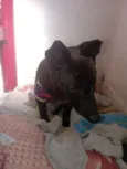 Bob