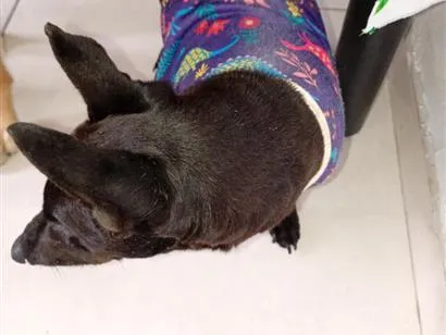 Cachorro raça SRD-ViraLata idade 6 ou mais anos nome Bob