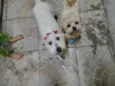 Brenda e Bento 