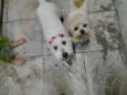 Brenda e Bento 