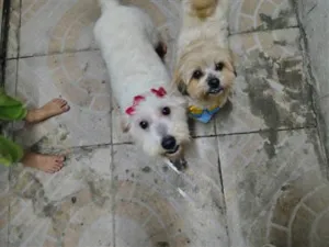 Cachorro raça Shitzu idade 2 a 6 meses nome Brenda e Bento 