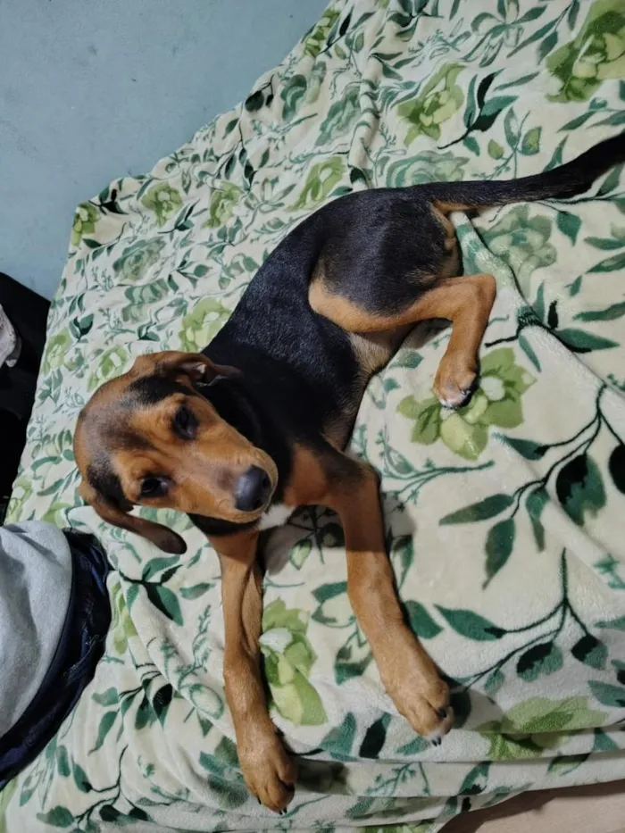 Cachorro raça SRD-ViraLata idade 2 a 6 meses nome Eslinque