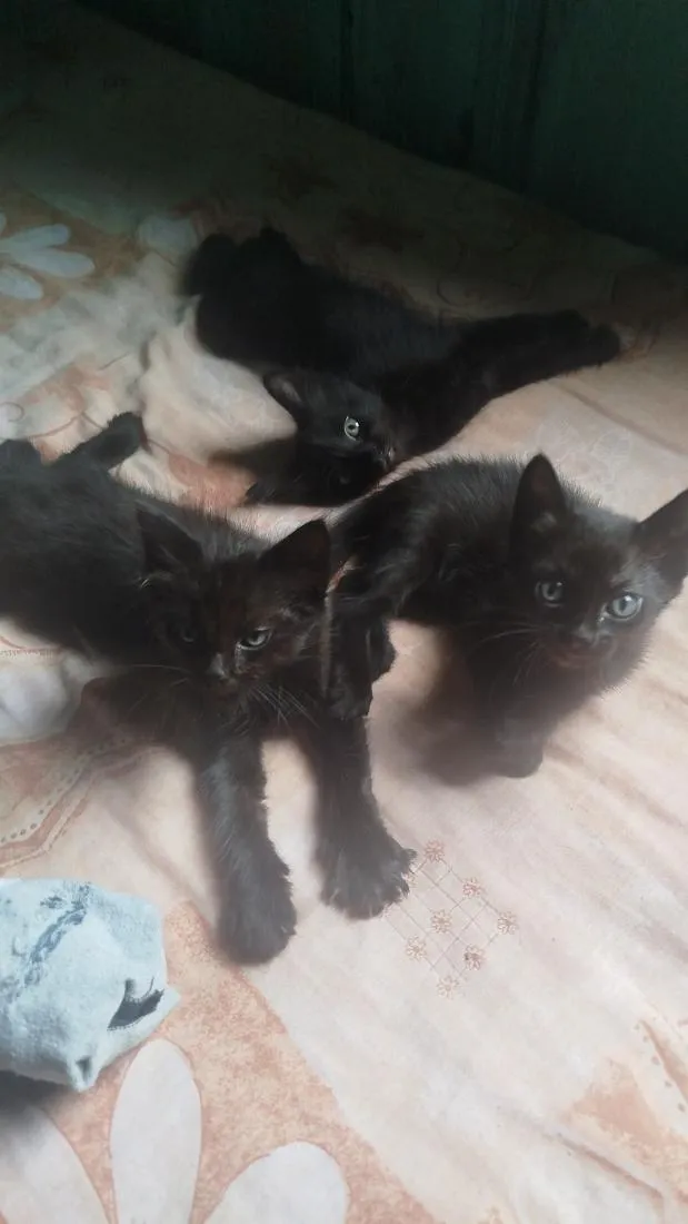 Gato raça SRD-ViraLata idade 2 a 6 meses nome Não tem nome