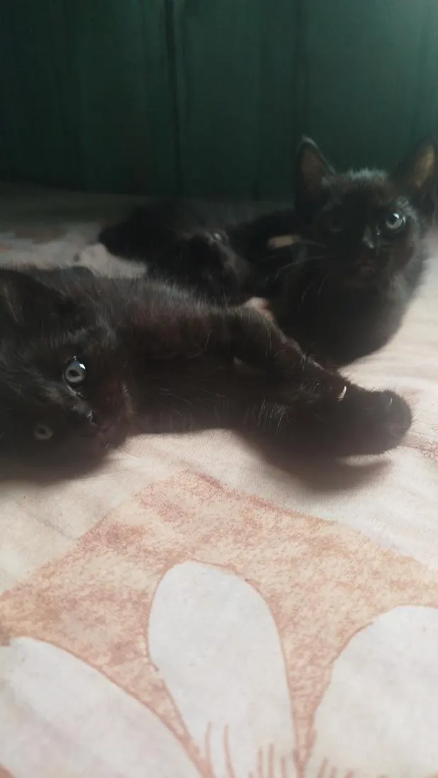 Gato raça SRD-ViraLata idade 2 a 6 meses nome Não tem nome