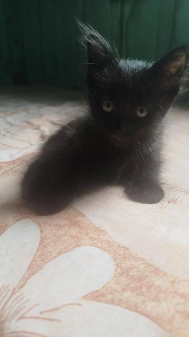 Gato raça SRD-ViraLata idade 2 a 6 meses nome Não tem nome