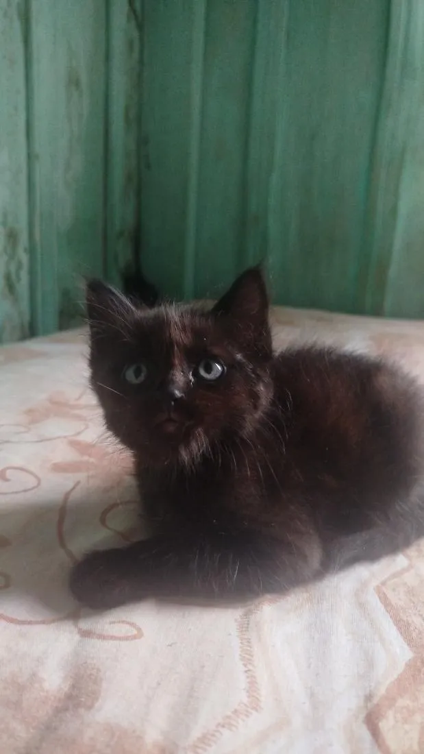 Gato raça SRD-ViraLata idade 2 a 6 meses nome Não tem nome