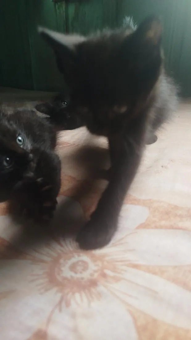 Gato raça SRD-ViraLata idade 2 a 6 meses nome Não tem nome