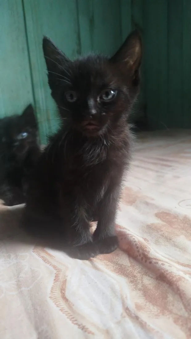 Gato raça SRD-ViraLata idade 2 a 6 meses nome Não tem nome