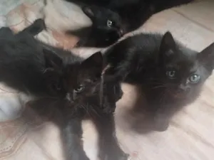 Gato raça SRD-ViraLata idade 2 a 6 meses nome Não tem nome