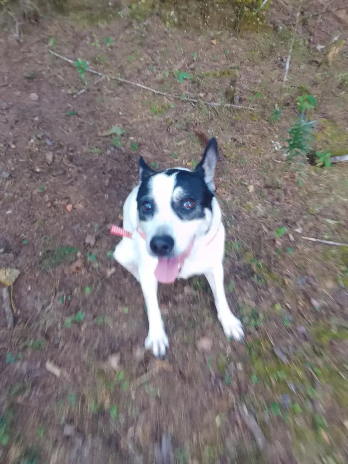 Cachorro raça SRD-ViraLata idade 6 ou mais anos nome Pandora