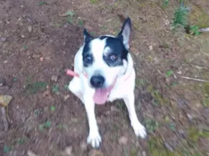 Cachorro raça SRD-ViraLata idade 6 ou mais anos nome Pandora