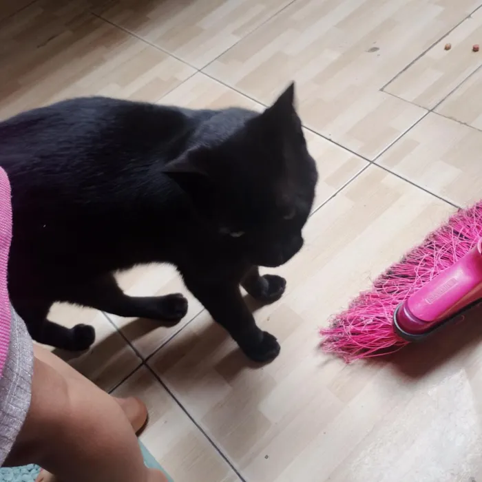 Gato raça SRD-ViraLata idade 1 ano nome Léo