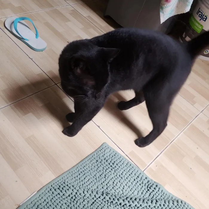 Gato raça SRD-ViraLata idade 1 ano nome Léo