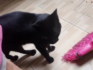 Gato raça SRD-ViraLata idade 1 ano nome Léo