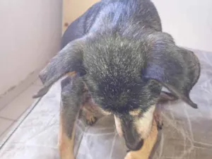 Cachorro raça SRD-ViraLata idade 6 ou mais anos nome Nina