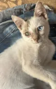 NALLA