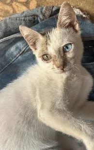 Gato raça SRD-ViraLata idade 2 a 6 meses nome NALLA