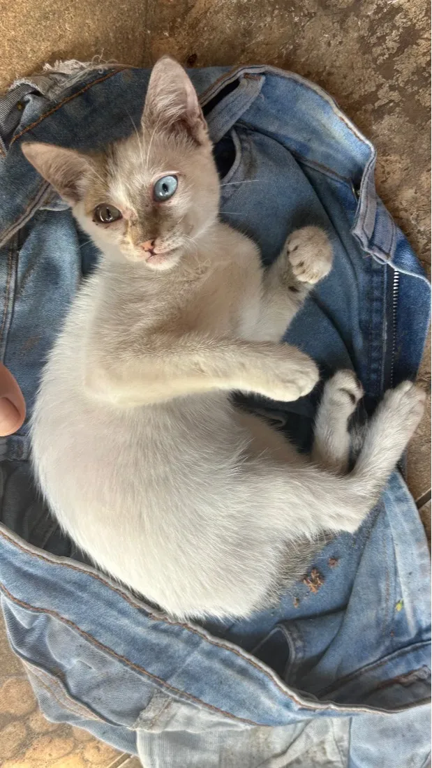 Gato raça SRD-ViraLata idade 2 a 6 meses nome NALLA