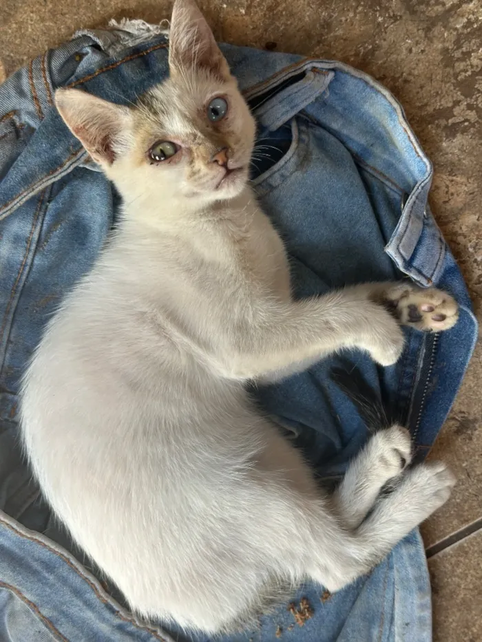 Gato raça SRD-ViraLata idade 2 a 6 meses nome NALLA